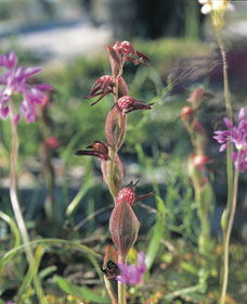 Carnamah-Eneabba Wildflower Drive