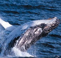 Sydney Eco Whale Watching - Tourism Canberra