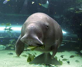 SEA LIFE Sydney Aquarium - Tourism Canberra 1
