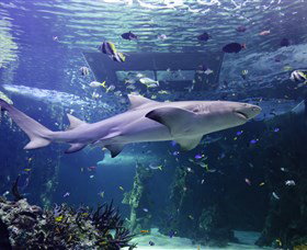 SEA LIFE Sydney Aquarium - Tourism Canberra 0