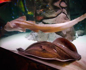 SEA LIFE Sydney Aquarium - Tourism Canberra 4