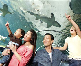 SEA LIFE Sydney Aquarium - Tourism Canberra 7