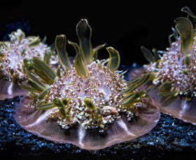 SEA LIFE Sydney Aquarium - Tourism Canberra 8