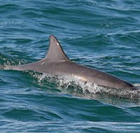 Byron Bay Dolphin Wildlife Tours - Tourism Canberra