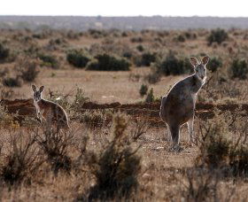 Silver City Tours - Tourism Canberra 1