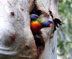 West Pennant Hills NSW Tourism Canberra