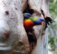 Cumberland State Forest - Tourism Canberra