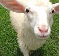Golden Ridge Animal Farm - Tourism Canberra