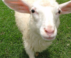 Golden Ridge Animal Farm - Tourism Canberra 0