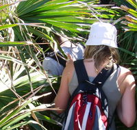 Palm Jungle loop track - Tourism Canberra