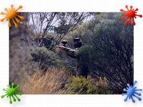 Paintball Skirmish SA - Tourism Canberra 2