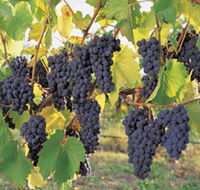 Hills Short Wine and Food Trail - Tourism Canberra