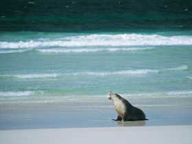 Flinders Chase National Park - Tourism Canberra 1