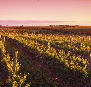 Ralph Fowler Wines - Tourism Canberra