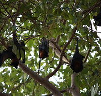 Manngarre Rainforest Walk - Tourism Canberra