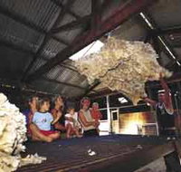 Shear Outback the Australian Shearers Hall of Fame - Tourism Canberra