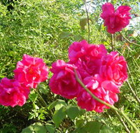 Bishop's Lodge Historic House and Heritage Rose Garden - Tourism Canberra