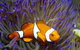 Reef HQ Aquarium - thumb 0