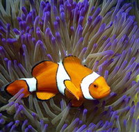 Reef HQ Aquarium - Tourism Canberra
