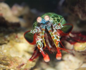 Reef HQ Aquarium - Tourism Canberra 3