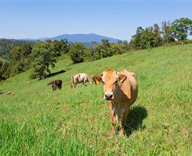 Mungalli Creek Biodynamic Dairy And Organic Cafe - Tourism Canberra 3