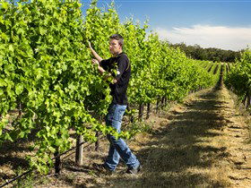 Patrick Of Coonawarra - Tourism Canberra 0