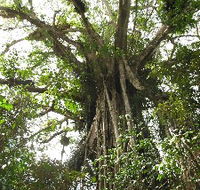 Cathedral Fig Tree - Tourism Canberra