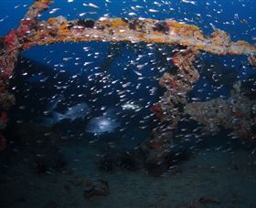 Lady Bowen Dive Site - Tourism Canberra 1