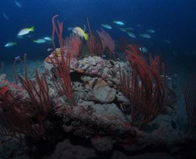 Lady Bowen Dive Site - Tourism Canberra 3