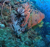 SS Yongala Dive Site - Tourism Canberra