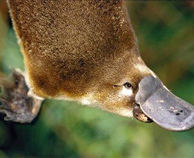 Eungella National Park - Tourism Canberra 0