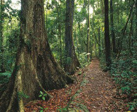 Eungella National Park - Tourism Canberra 1