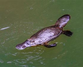 Platypus Viewing At Broken River - Tourism Canberra 0