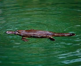 Platypus Viewing At Broken River - Tourism Canberra 2