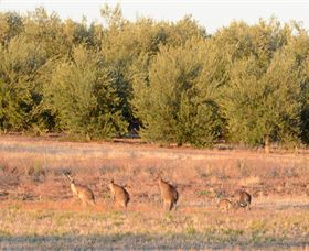Yarrow Park - Tourism Canberra 4