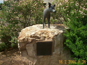 Dingo Statue - Tourism Canberra 0