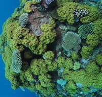Keeper Reef Dive Site - Tourism Canberra