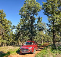 Forest drive - Tourism Canberra