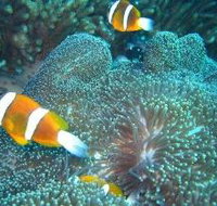 Davies Reef Dive Site - Tourism Canberra