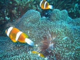 Davies Reef Dive Site - Tourism Canberra 0