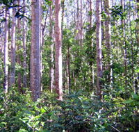 Cathu State Forest - Tourism Canberra