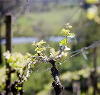 Mountainside Wines - Tourism Canberra