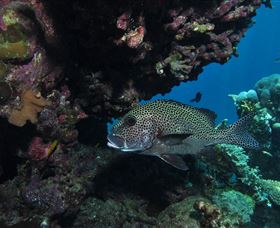 The Oasis Dive Site - Tourism Canberra 3