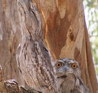 Bird Watching - Tourism Canberra