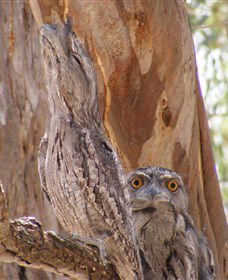 Bird Watching - Tourism Canberra 0