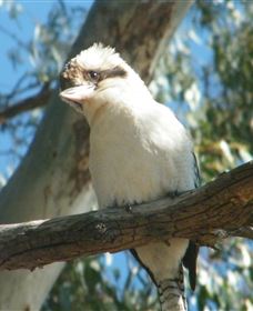 Bird Watching - Tourism Canberra 1