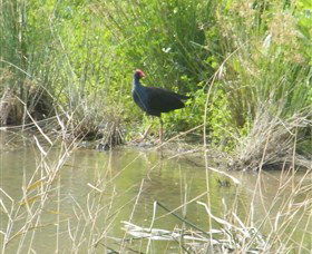 Narrandera Wetlands - Tourism Canberra 2