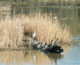 Narrandera Wetlands - Tourism Canberra 3