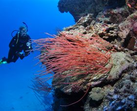 Three Sisters Dive Site - Tourism Canberra 0