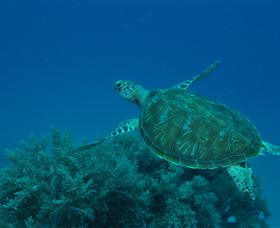 Three Sisters Dive Site - Tourism Canberra 3